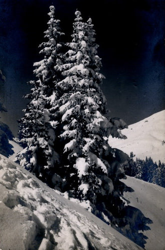 Postkarte Gebirge - Schneetannen